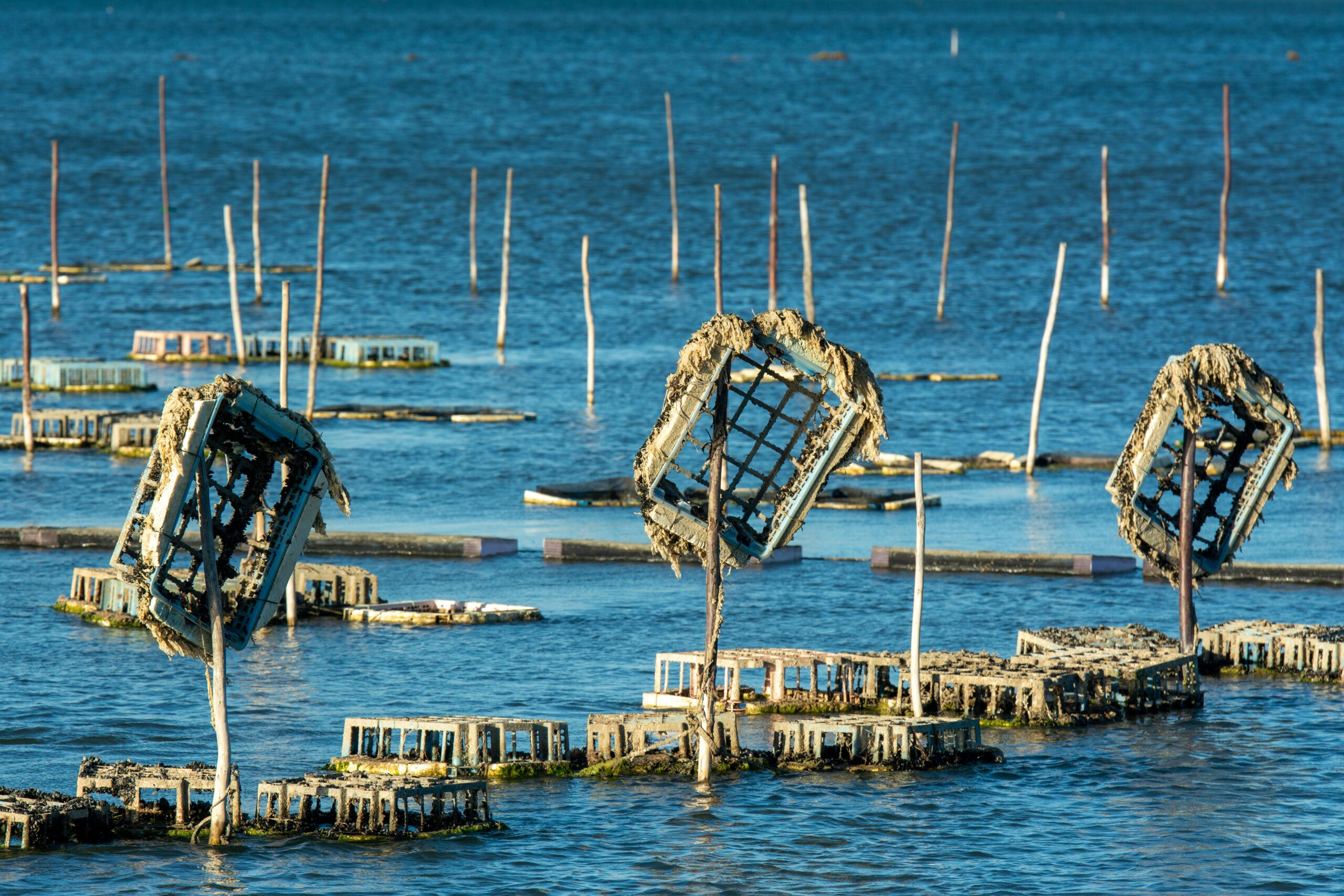 Pesca sustentable impulsa la economía local y asegura recursos a largo plazo